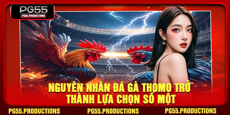 Nguyên nhân đá gà Thomo trở thành lựa chọn số một